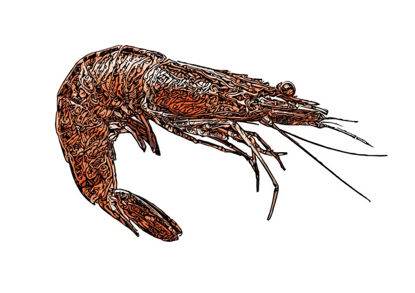 Ilustrasi Vektor Udang Latar Belakang Putih - Stok Vektor