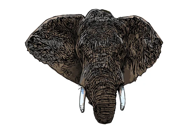 Ilustração Vetor Cabeça Elefante —  Vetores de Stock