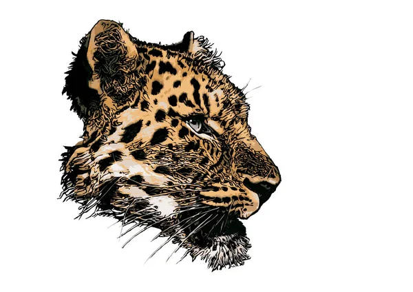 Vektorová Ilustrace Leopardí Hlavy — Stockový vektor