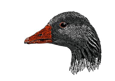 Kaz kafası vektör illüstrasyonu 