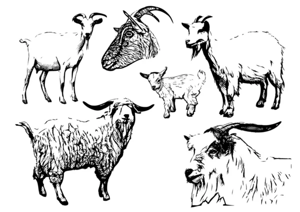 Goat vector illustrations — Stock Vector