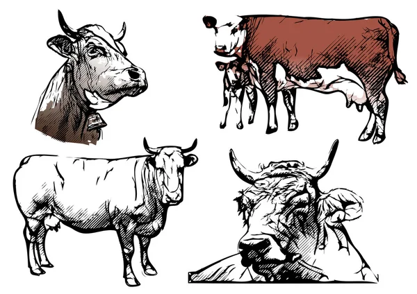 Cow vector illustrations Royalty Free Stock Illustrations