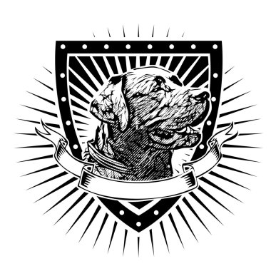 Labrador Retriever Kalkanı