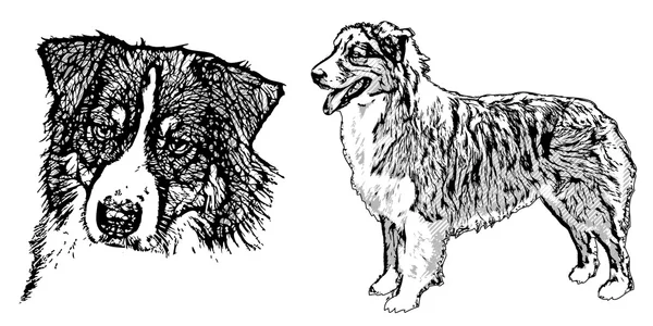 Illustration australischer Schäferhund — Stockvektor