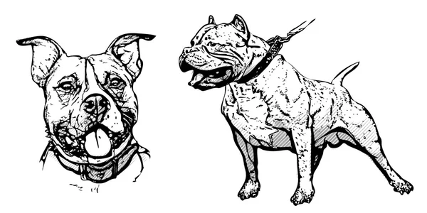 American pitbull illustratie — Stockvector