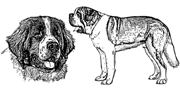 Chien Saint Bernard — Image vectorielle