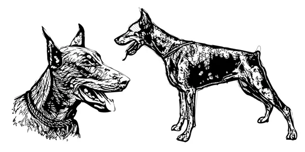 Dobermann Pinscher Illustration — Stockvektor