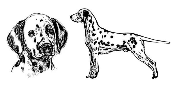 斑点狗矢量图 — 图库矢量图片
