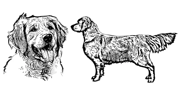 Ilustración golden retriever — Archivo Imágenes Vectoriales