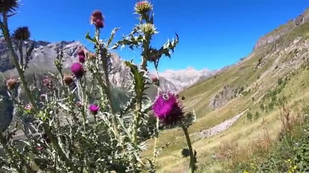 Mountains bumblebee blue sky reptile Royalty Free Stock Footage