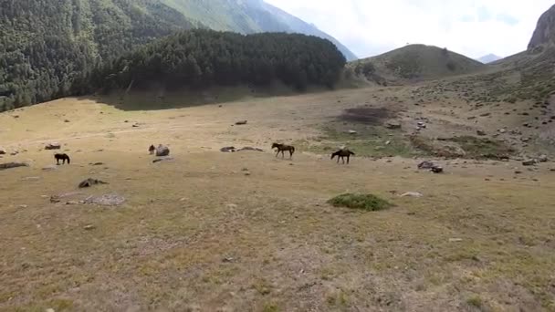 Horses graze in a beautiful meadow against the backdrop of mountains an stones Stock Video