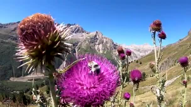 A bee collects pollen on a mountain flower Stock Footage