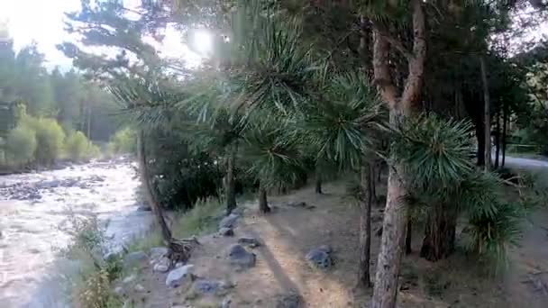Rio de montanha flui entre a floresta — Vídeo de Stock