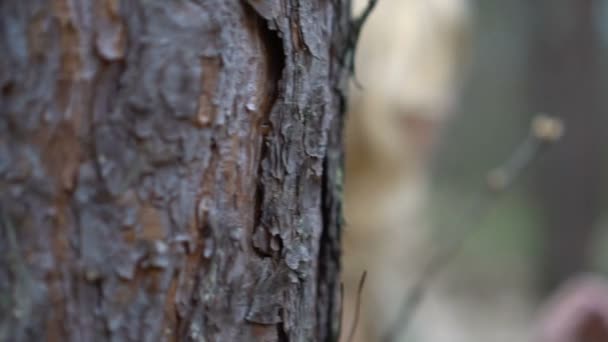 Mulher loira na floresta — Vídeo de Stock