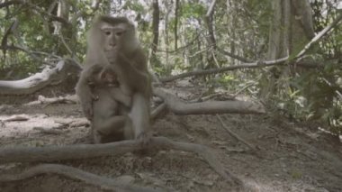 Maymun bebek oturma ile insan tarafından atılan zemin ve yeme fındık. Maymun Hill Phuket, Tayland