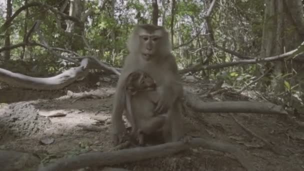 Μαϊμού με φύλαξη παιδιών και για τα καρύδια αλεσμένα και τρώει. Monkey Hill στο Πουκέτ, Ταϊλάνδη — Αρχείο Βίντεο