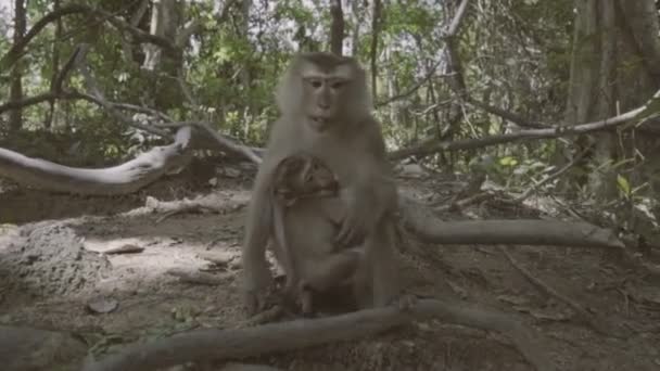 Apa med barnvakt och på marken och äta nötter. Monkey Hill i Phuket, Thailand — Stockvideo