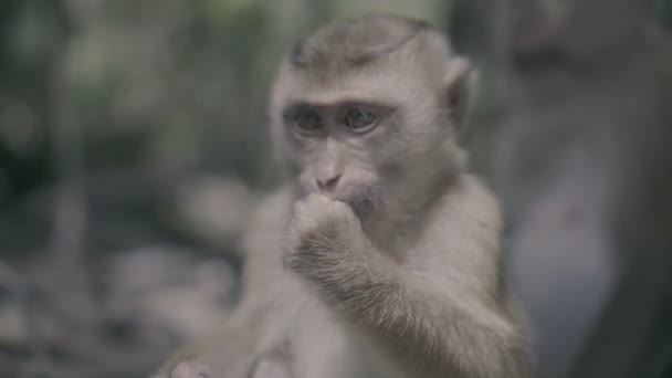 Bebé mono comiendo en el bosque. Monkey Hill en Phuket, Tailandia — Vídeo de stock