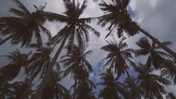 Looking up at rotating palm trees in Phuket, Thailand — Stock Video