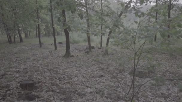 Vidéo de la forêt sombre et brumeuse de feuillus tôt le matin au printemps . — Video