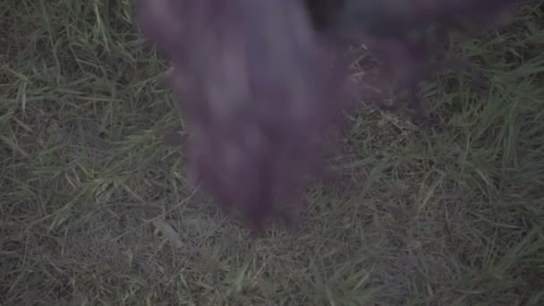 Fechar-se de mulher bonita no cabelo roxo que cai no chão na floresta - cena de conto de fadas. Vídeo de beleza sensual na grama verde em câmera lenta . — Vídeo de Stock