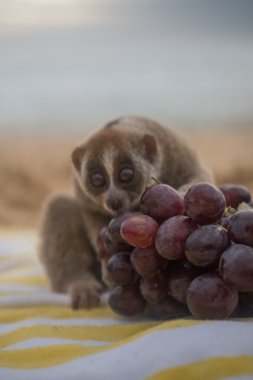 Slow loris monkey sitting on the towel with grapes isolated on the beach. clipart