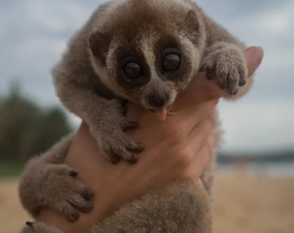 Slow loris sticking out its tongue in the hands of women isolated on the beach. — Stock Photo, Image