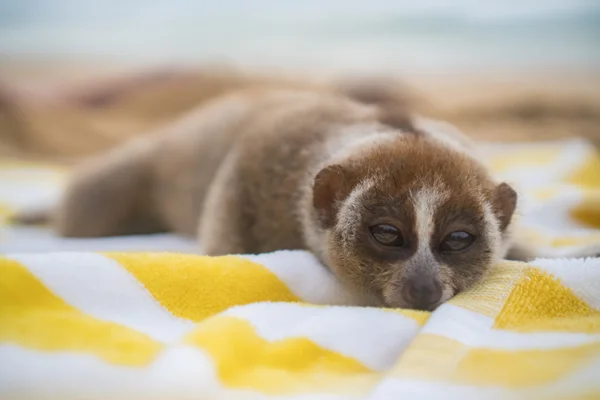 Macaco Loris lento dormindo na toalha isolada na praia . — Fotografia de Stock