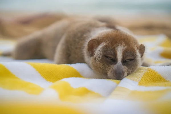 Macaco Loris lento dormindo na toalha isolada na praia . — Fotografia de Stock