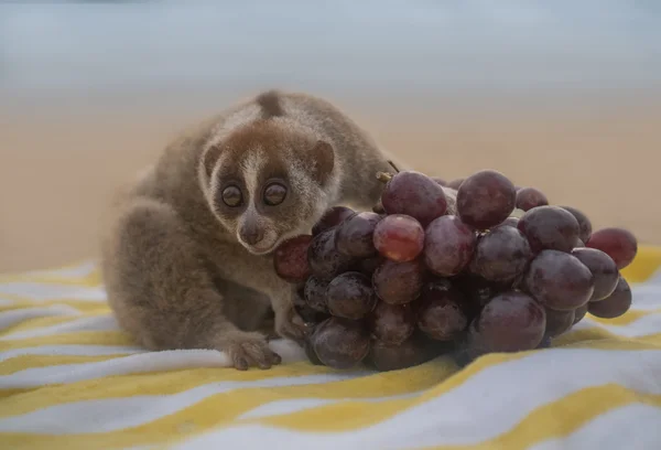 Macaco Loris lento sentado na toalha com uvas isoladas na praia . — Fotografia de Stock