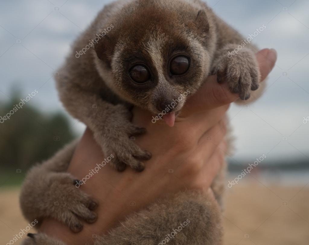 Ilustrații de stoc cu Desene Animate Loris Lent Pe Ramură - Descarca  imaginea acum - Animal, Asia, Bine dispus - iStock, image size:1024x812