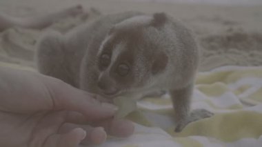 Yavaş sahilde izole kadın eli tarafından üzüm ile beslenen varlık havlu üzerinde oturan loris..