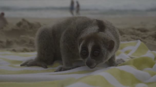 Loris lento sentado en la toalla y sacando su lengua aislada en la playa . — Vídeos de Stock