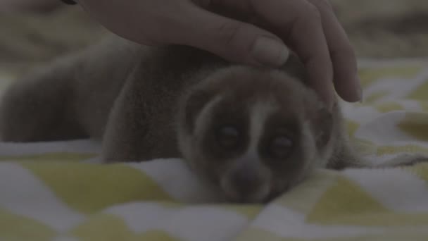 Slow loris spaní na ručník, hladil ženě do ruky. — Stock video