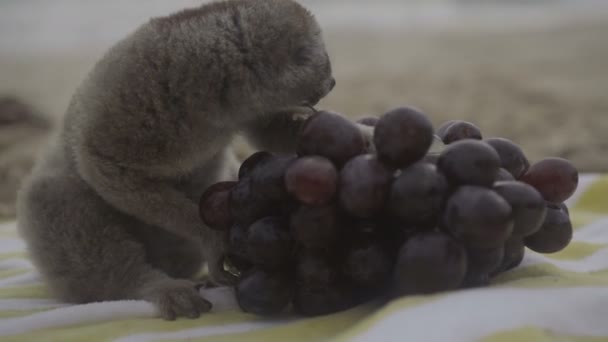 Slow loris aap zittend op de handdoek met druiven geïsoleerd op het strand. — Stockvideo