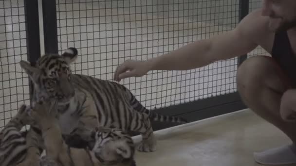 Boldog ember elágazó a padlóra, figyeli a játszik a két kis tigris kölykök és petting számukra. — Stock videók