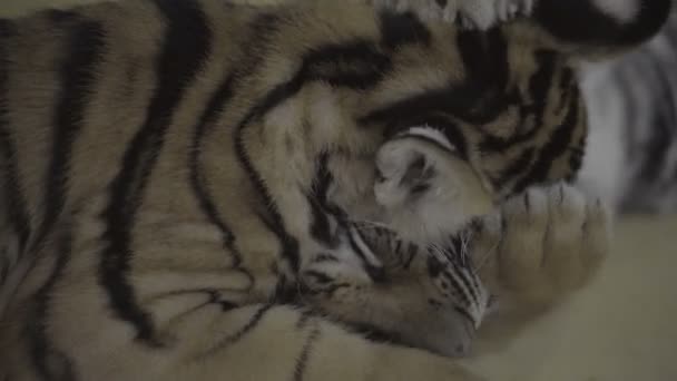 Video of two little tiger cubs biting and playing with each other. — Stock Video