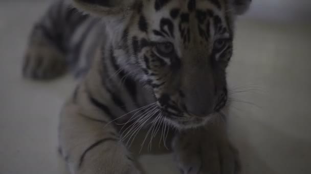 Video von kleinem Tigerbaby auf dem Boden liegend. — Stockvideo