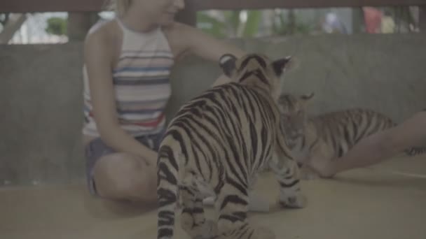 Happy woman petting little tiger cub and looking into the camera. Video of happy woman sitting on the floor and watching two little tiger cubs playing with each other. — Stock Video