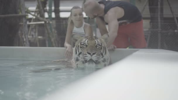 Touristenpaar lächelt und streichelt schönen großen Tiger, der im Schwimmbad liegt. — Stockvideo