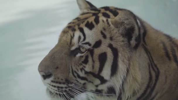 Beatiful tigre grande relajarse en una piscina en un día caluroso . — Vídeos de Stock