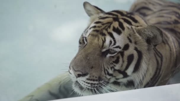 Schöner großer Tiger entspannt sich an einem heißen Tag im Pool. — Stockvideo