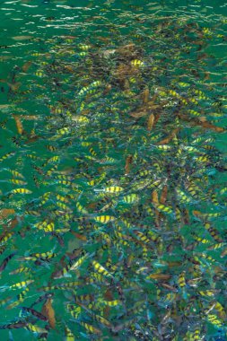 Deniz Phi Phi Island, Tayland, tropikal okyanusta balık