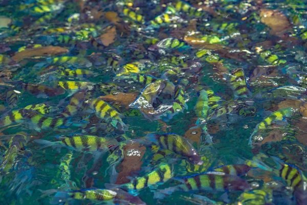 Vissen in de zee Phi Phi Island, Thailand, tropische oceaan — Stockfoto