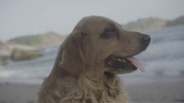 Deniz kıyısı arka plan closeup ile sahilde oturup mutlu köpek