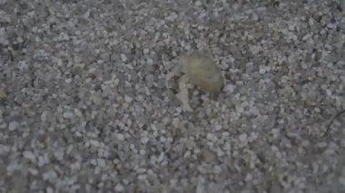 Bir plajda küçük Yengeç yakın çekim