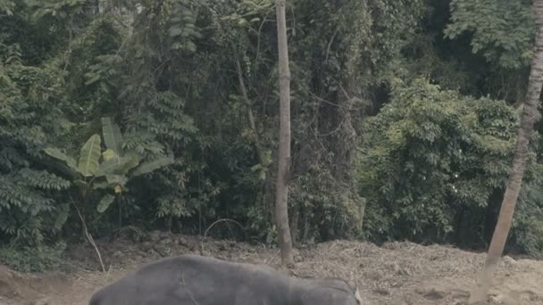 Vue de dessus d'un éléphant mangeant des feuilles de palmier sur une colline à Phuket, Thaïlande — Video