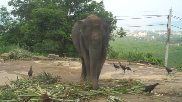 Vue d'un éléphant mangeant des feuilles de palmier avec des poulets autour sur une colline à Phuket, Thaïlande 