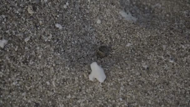 Kleine Krabbe am Strand aus nächster Nähe — Stockvideo