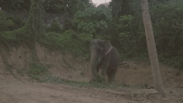 Vue d'un éléphant jetant des feuilles de palmier avec sa trompe sur une colline à Phuket, Thaïlande — Video